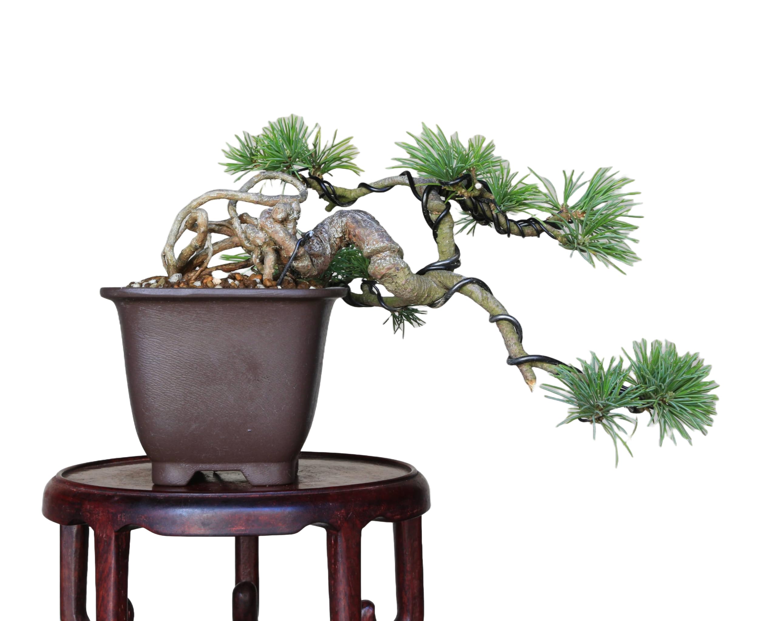 五葉松　[根上がり半懸崖]　小品盆栽 盆きち 楽天市場】盆栽 松 五葉松 根上がりの懸崖五葉松 ミニ盆栽 小品
