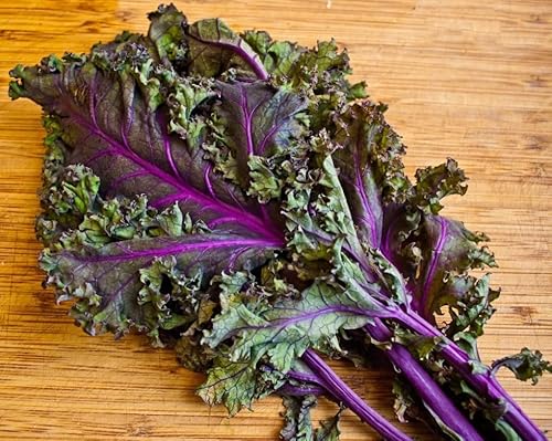 500 Red Russian Kale Seeds For Planting Heirloom Non Gmo 1.75+ Grams Garden Vegetable Bulk Survival #TOP2