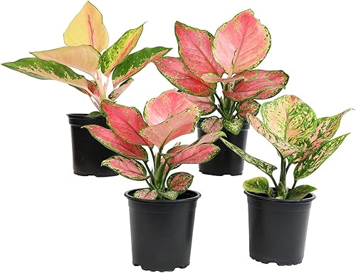 Miniatura 2 de Surtido de plantas vivas de hoja perenne china, 4 unidades, plantas vivas Aglaonema de 4 pulgadas, plantas de oficina, plantas de interior vivas
