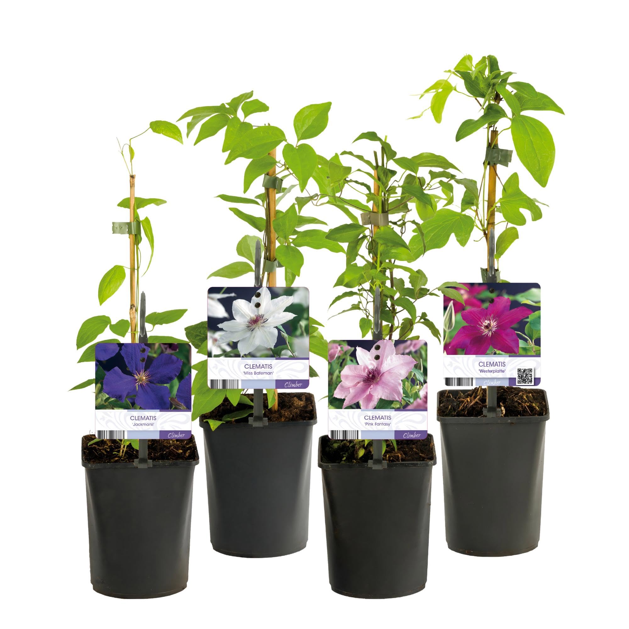 Plantas Trepadoras Clematis para Jardín, Multicolor, Set de 4, 40cm
