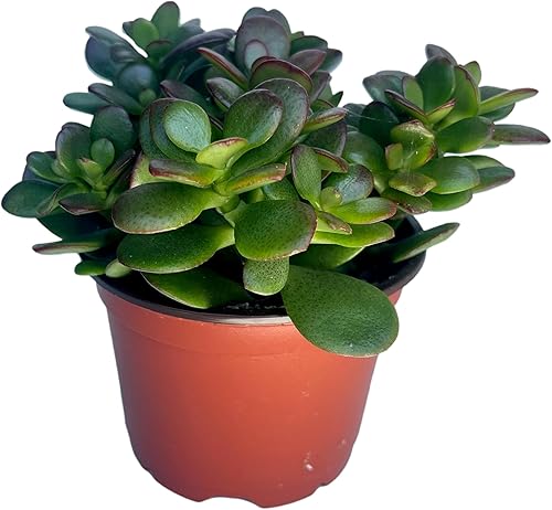 Planta de jade Crassula Planta de interior fácil de cultivar Maceta de 4 pulgadas Suculentas vivas plantas suculentas vivas, plantas suculentas Planta de jade Crassula Planta de interior fácil de cultivar Maceta de 4 pulgadas Suculentas vivas plantas suculentas vivas, plantas suculentas