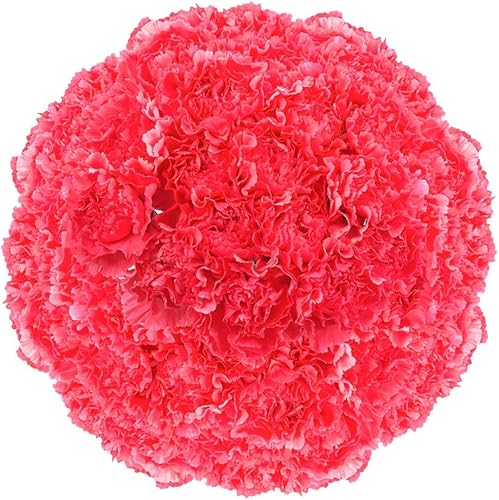 Miniatura 6 de Claveles rosados