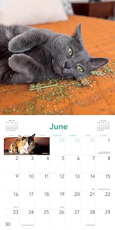 Cats on Catnip Wall Calendar 2024: A Year of Cats Living the High Life and Feeling Niiiiice