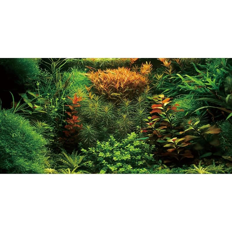 Fundo para Aquário com Estampa de Planta Aquática em Vinil AWERT 60 x 30 cm
