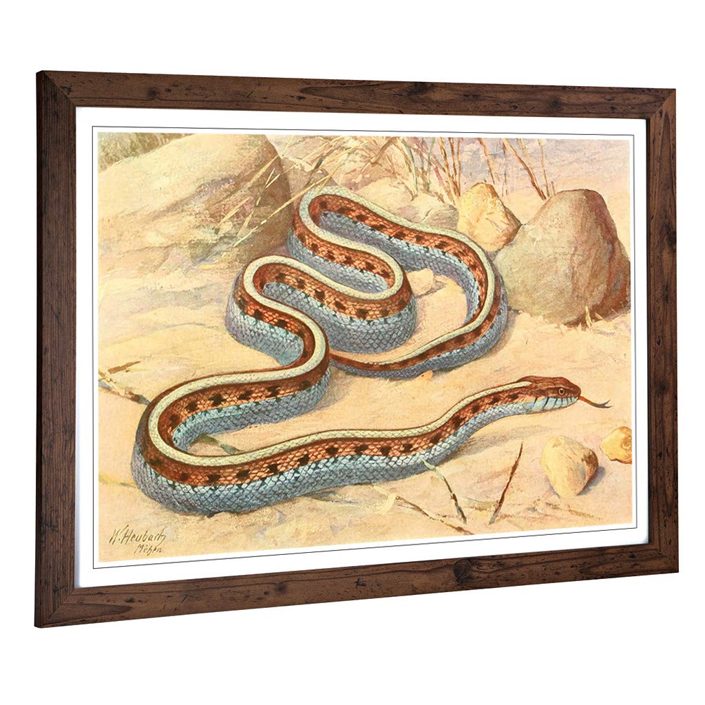 Big Box Art Framed Print of Vintage Heubach. Walter Garter Snake Design | Wall Art Picture | Home Decor for Kitchen, Living Room, Bedroom, Hallway, Walnut, A2 / 24.5x18 Inch / 62x45cm