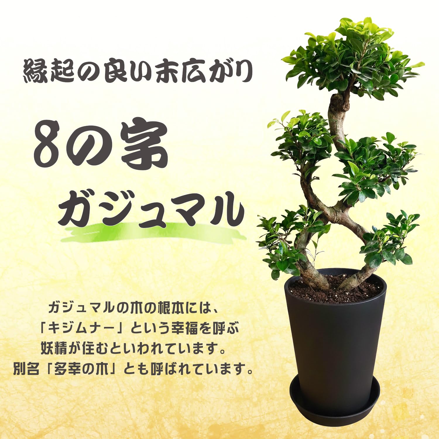 Amazon｜花のギフト社 ガジュマル 8の字 大型 大きい 観葉植物 本物