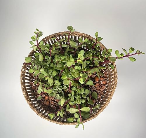 Miniatura 4 de Producto de enmienda de mantillo de concha de avellana - 1.5 pies cúbicos (conchas de avellana)