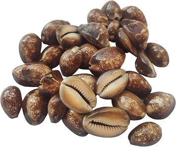 BHAVICREATION Brown Cowrie Shells for Laxmi Puja 15 pcs Serpent Head Cowrie Brawn Kauri Shells for Lakshmi Pooja Cyprae Caputserpentis Shell