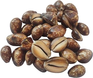 BHAVICREATION Brown Cowrie Shells for Laxmi Puja 15 pcs Serpent Head Cowrie Brawn Kauri Shells for Lakshmi Pooja Cyprae Caputserpentis Shell