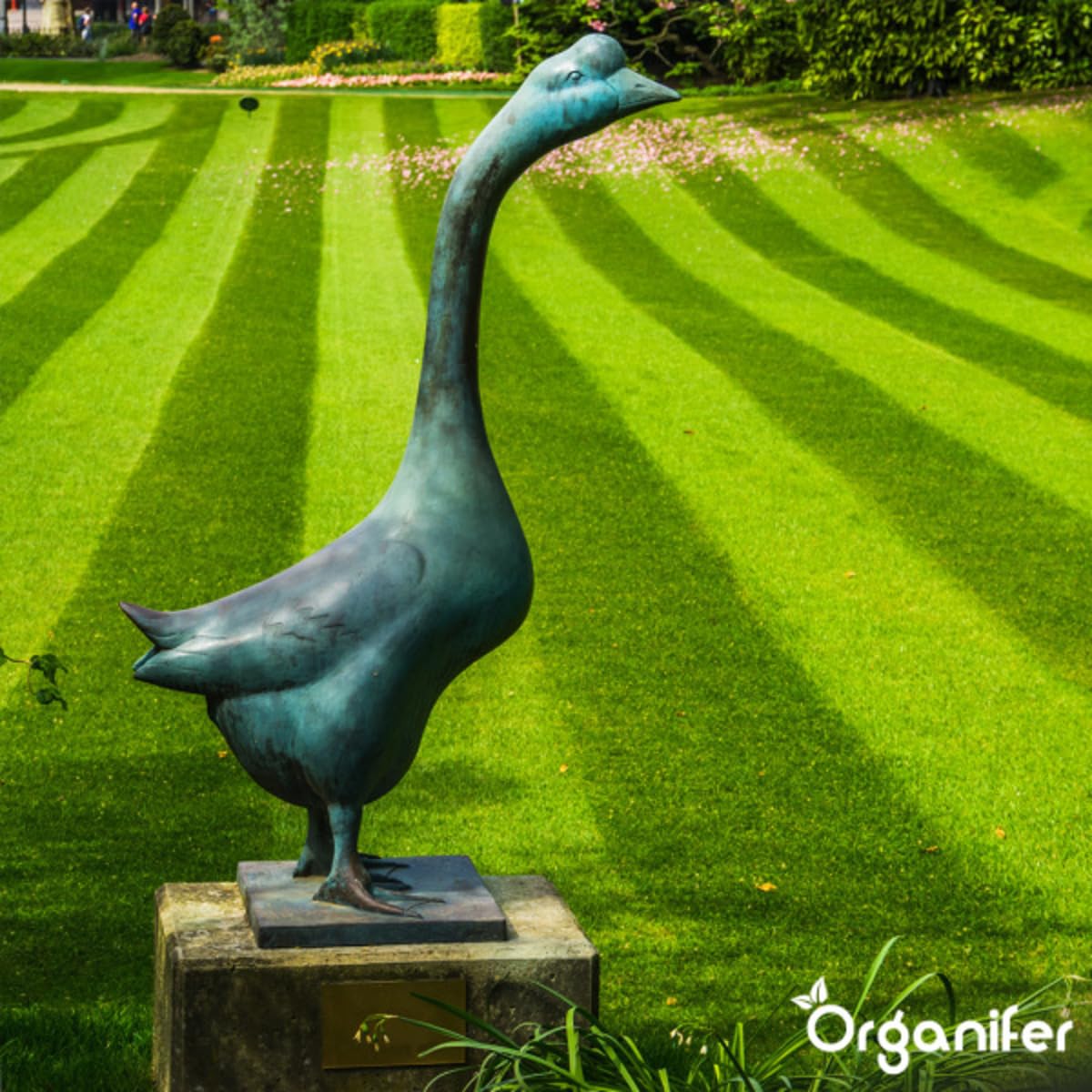 Engrais Pro Turf & Lawn (20 Kg - 665 M2) - Spécialement Pour Grandes Pelouses - Terrains De Sport Et Terrains De Golf - Libération Progressive - Npk+Mg+S (20+5+8 +4 +9) - Organifer