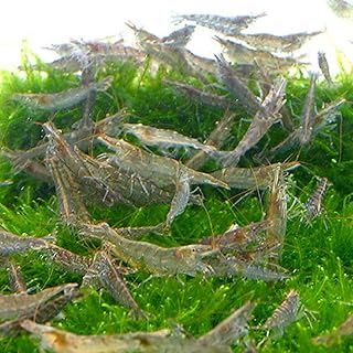 Amazon Co Jp エビ シュリンプ 観賞魚 水中生物 生き物 ペット用品