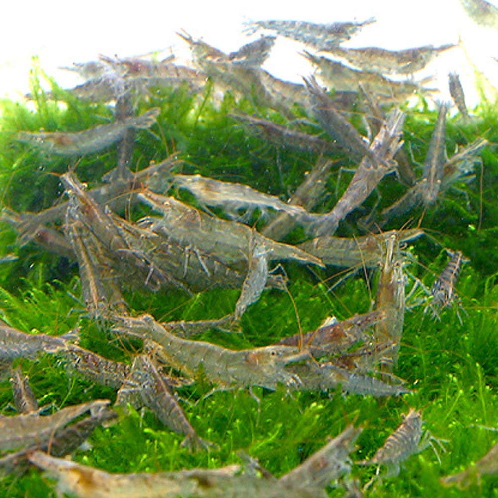 Amazon | ミナミヌマエビ 200匹 エビ 飼育用・餌用にも 【生体】emuwai