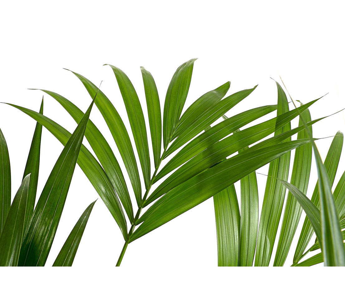 Dehner Kentia-Palme, Howea forsteriana, in Hydrokultur, 90-100 cm,  Topf  18 cm, Zimmerpalme : Amazon.de: Garten