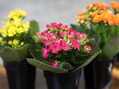 Miniatura 8 de Kalanchoe - Paquete de 3 plantas de flores, decoración de plantas de escritorio, regalos de suculentas vivas para amantes de las plantas, ideas de