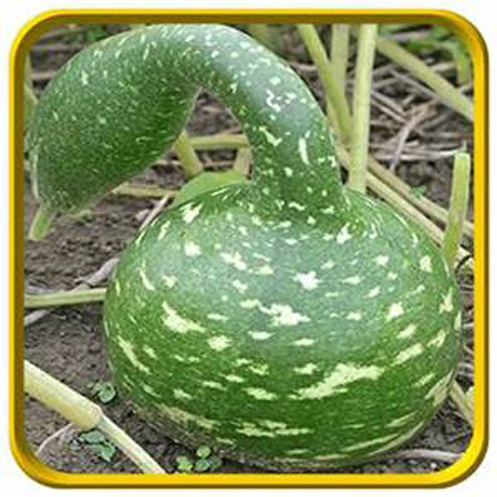 小物 WILD SWANS GROUNDER WILD SWANS GROUNDER