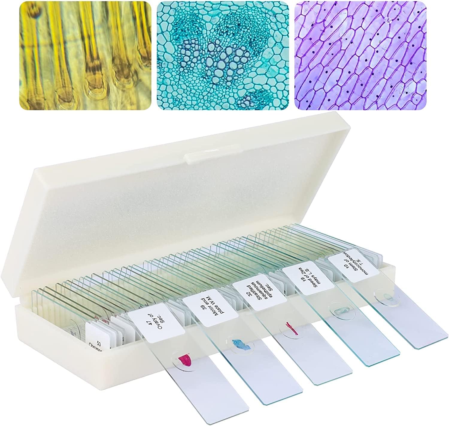 - Microscope Prepared Slides Set of 50 | Botany and Zoology Specimen Slides for Kids & Students | Glass Slides for School Lab, Biology Study, Educational Institutes