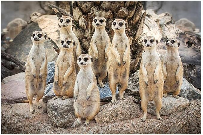 Amazon Co Jp ミーアキャットの動物イラスト 木製パズル300個のアートデコレーションペインティングラージパズルゲームdiyギフト楽しいゲームギフト壁の装飾 おもちゃ