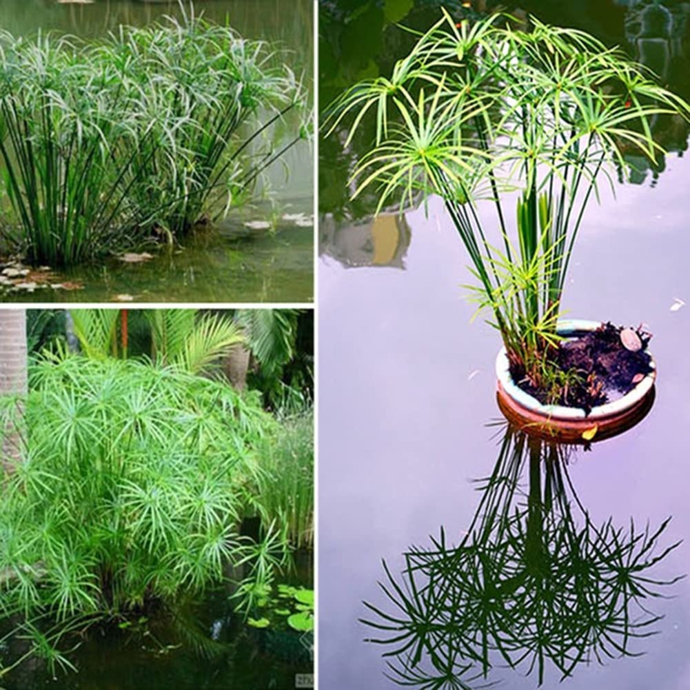 Haloppe 30 Unids Cyperus Alternifolius Flores Plantas Semillas para la Plantación de Jardín en el Hogar, Cyperus Alternifolius Semillas Planta de Agua Semi-acuática Estanque Jardín Decoración Se