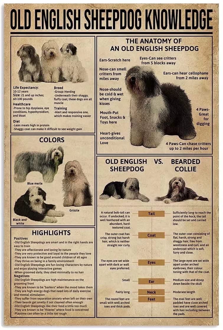 Old English Sheepdog Knowledge Metal Signs, Fun Poster For Bar Kitchen Cafe Farmhouse Wall Decor 12x16 inch