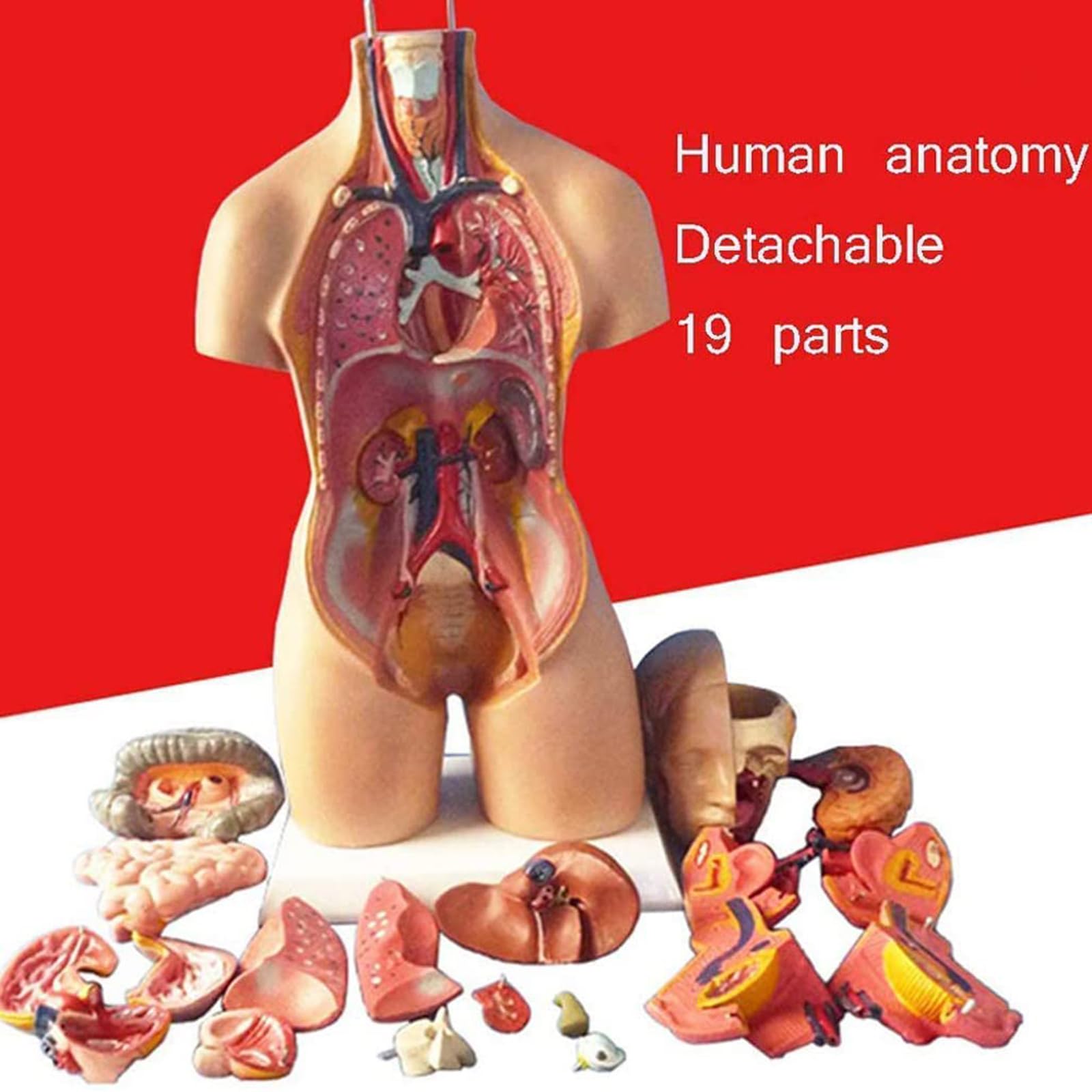 Modelo de ensamblaje del Torso de 55 cm Órganos internos anatómicos del Cuerpo Humano Anatomía del Pecho del Cuerpo Humano para educación y enseñanza