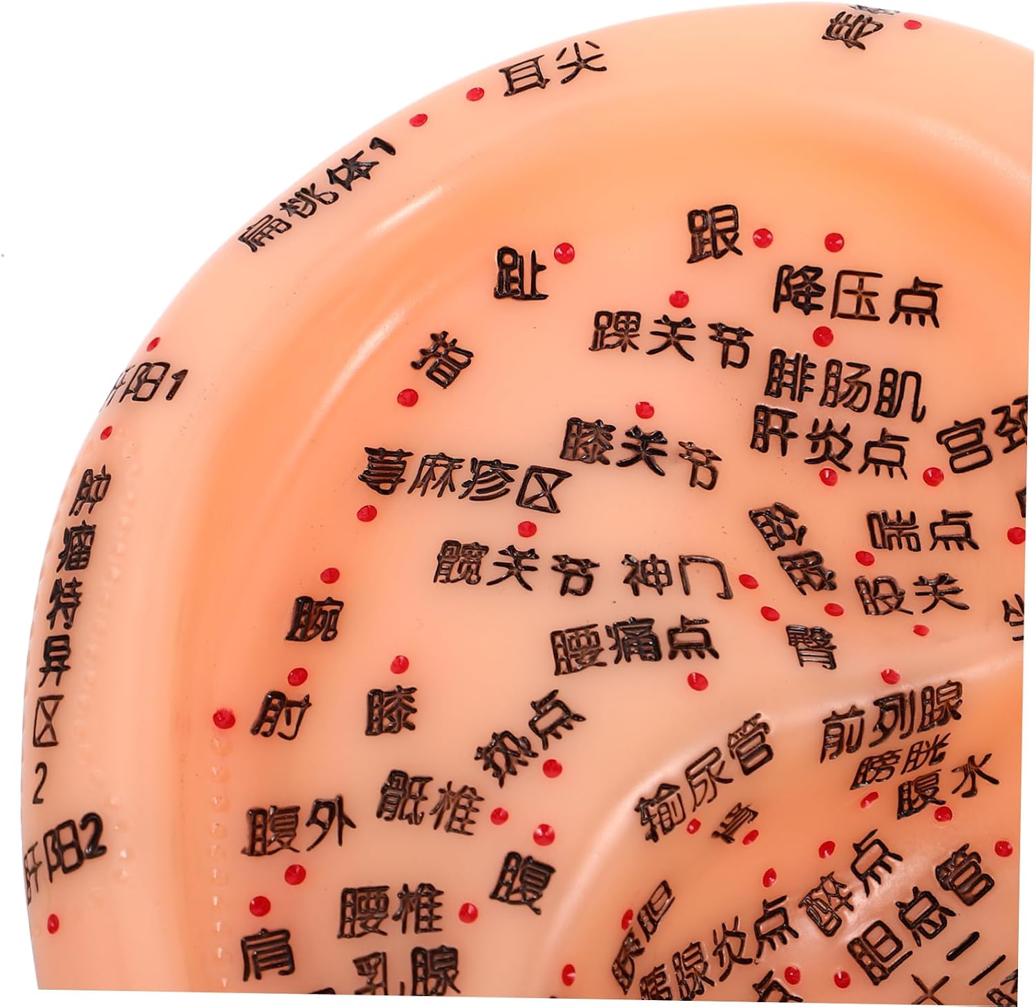 Chinese Medicine Ear Acupressure Model for Acupuncture Practice Ergonomic Design Multi-Acuity Display for Self-Massage and Study Purposes