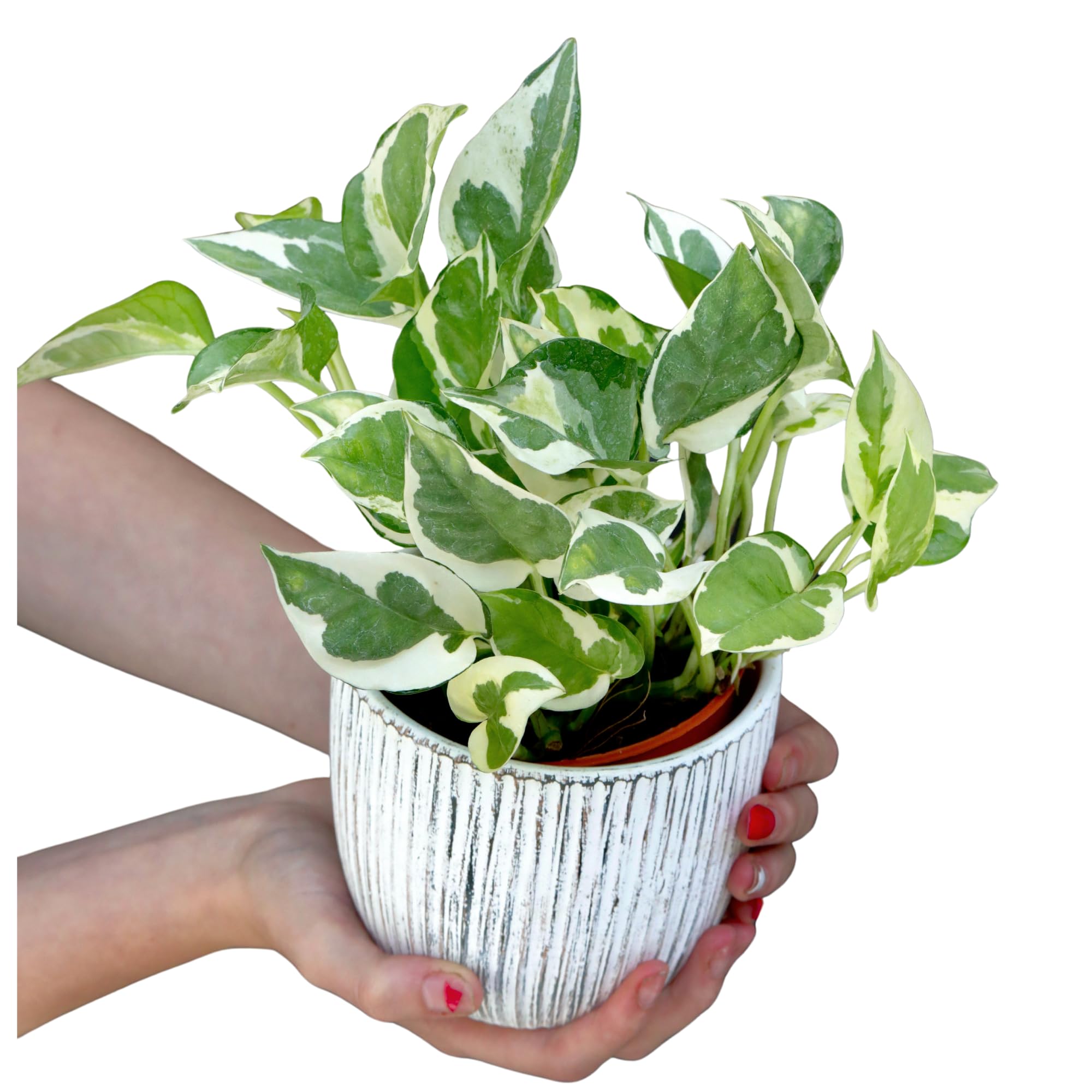 まみむー※DAC Plant Delivery まみむー※DAC Plant Delivery まみ