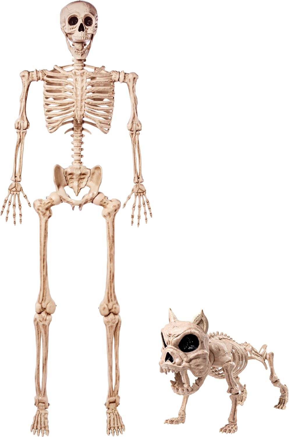 Amazon.com: JOYIN Skeleton Halloween Decor 5.6 FT Life Size Human ...