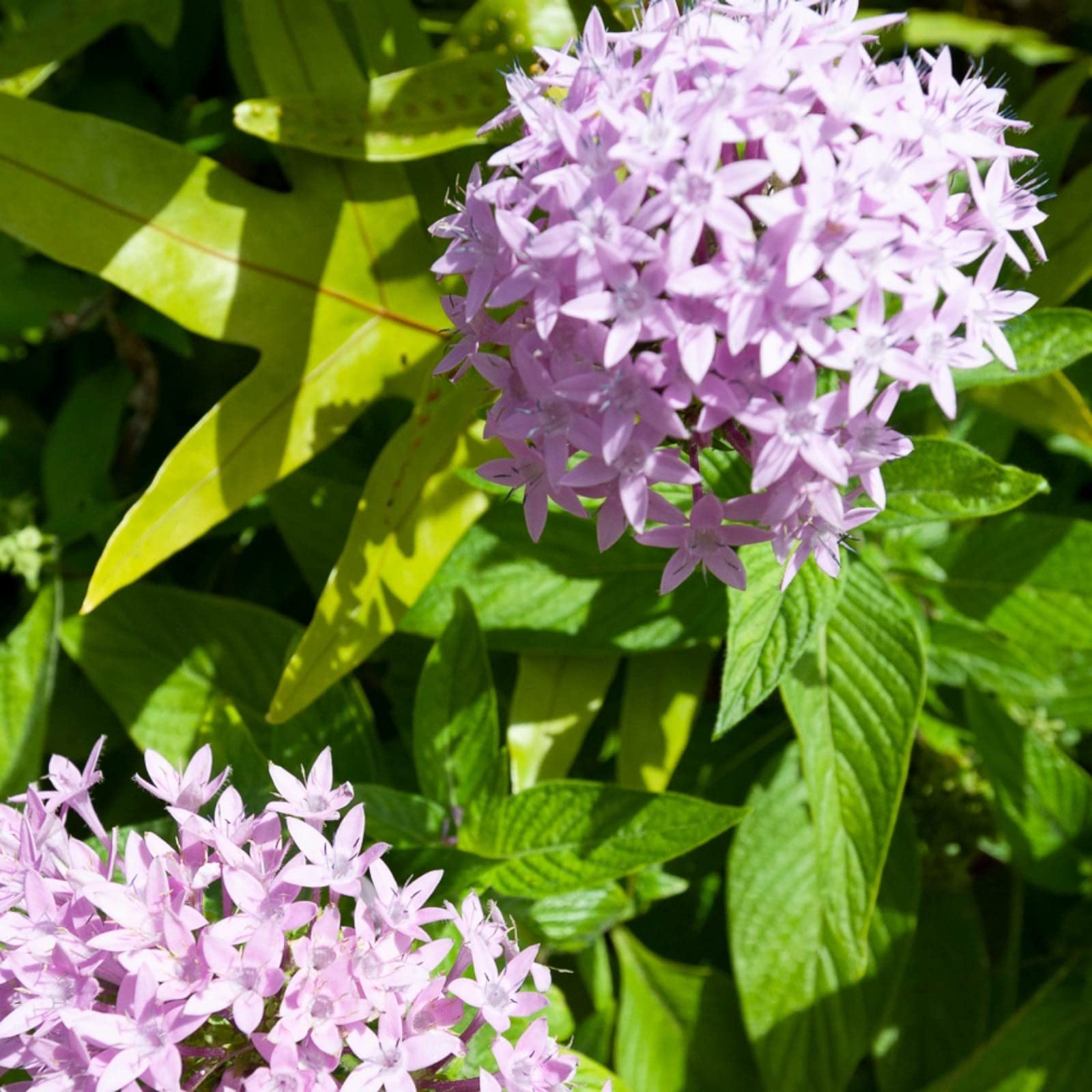 Gurveplantationi® Ixora Purple Color Flower Plant Live with Black Plastic Pot. (B0BDTYJHN8) Amazon Price History, Amazon Price Tracker