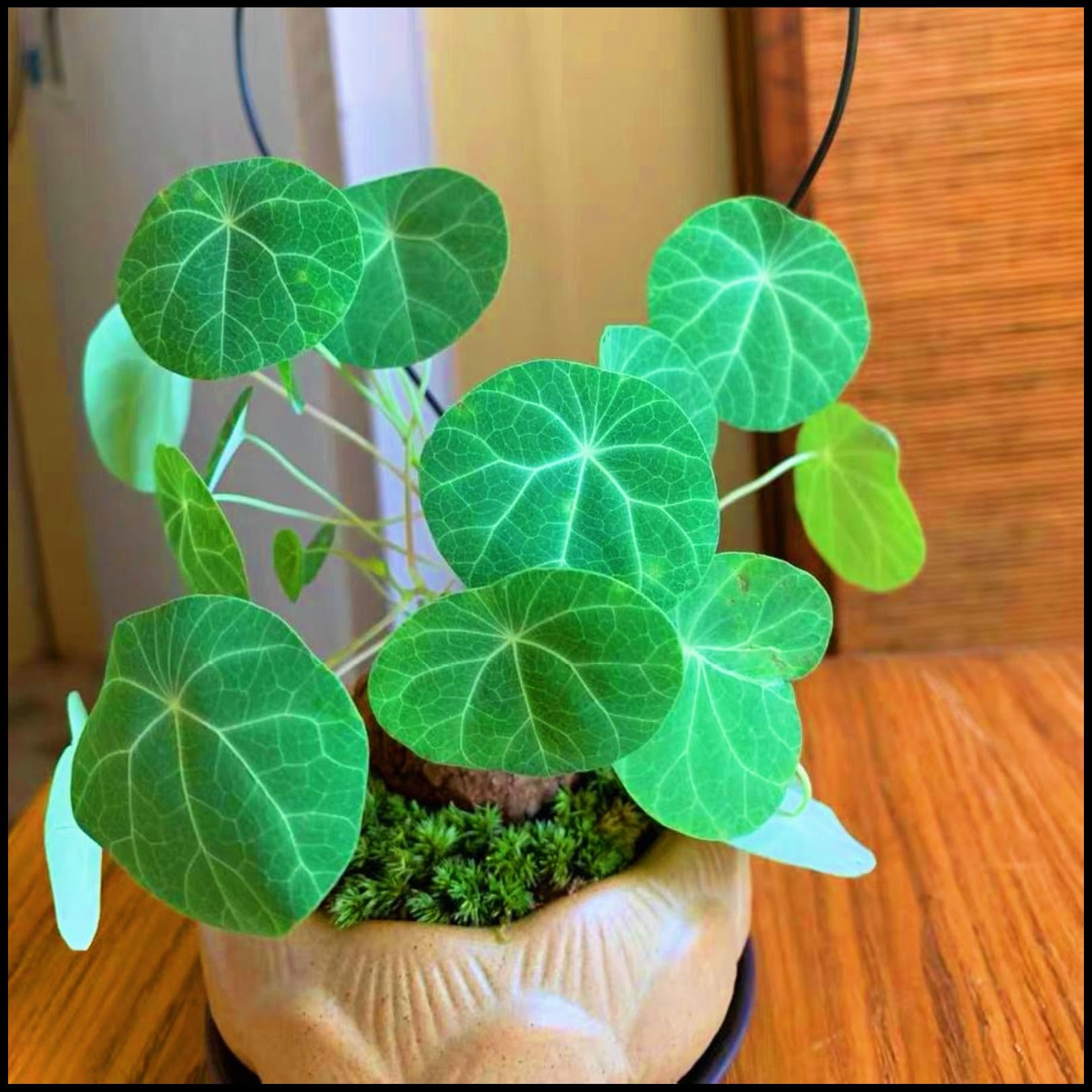 Stephania erecta Live Plant,Stephania erecta Bulb,Wedding Flowers/Potted/Plants/Rhizome/Ornamental-1bulbs-g