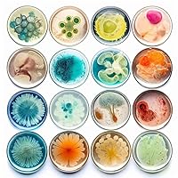 Vista 7 de Platos Petri de plástico estéril con tapa, 20 piezas de placa Petri transparente de 5.906 in x 0.591 in, con 3 rejillas de ventilación para aula