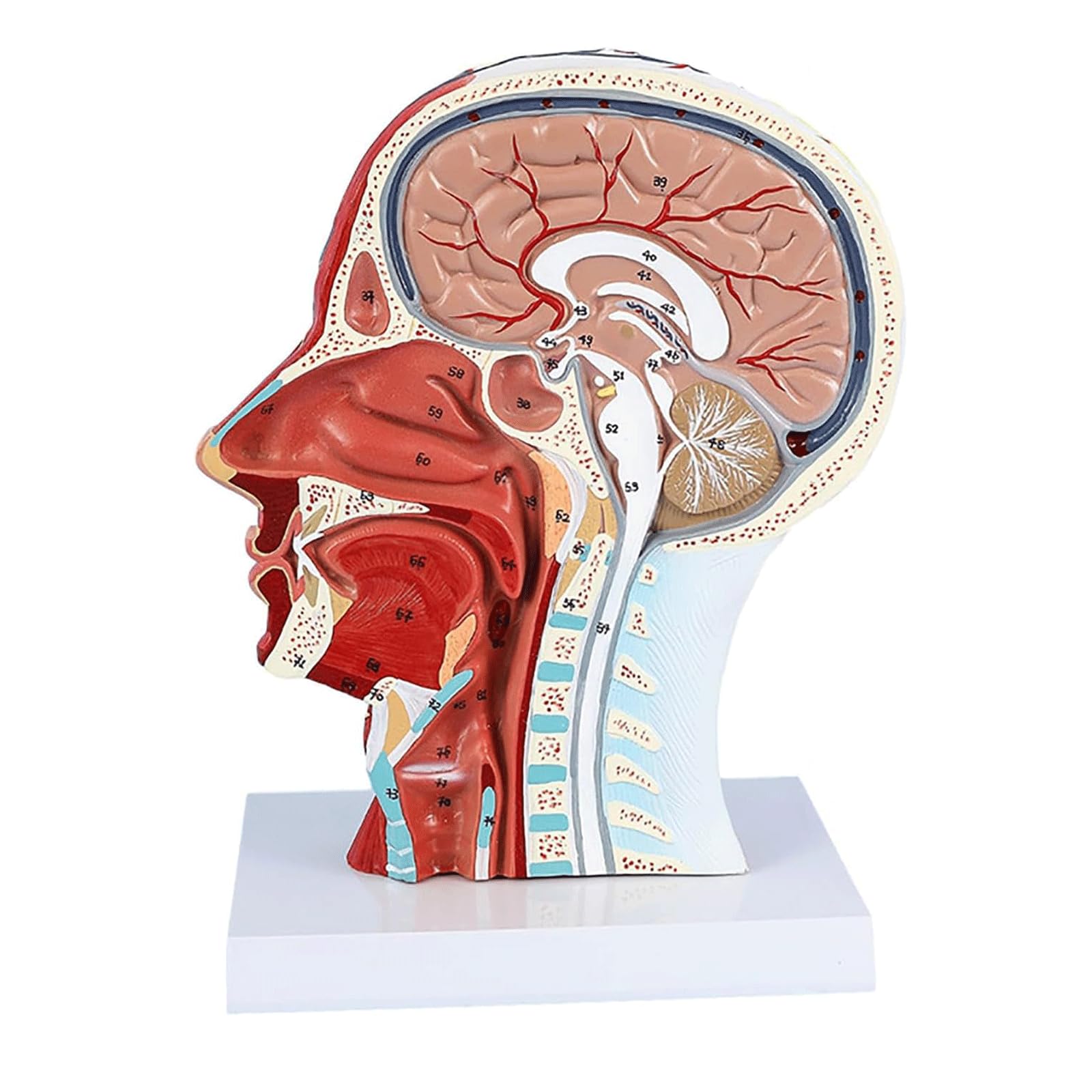 YNIYUJKL Organ Model Human Neurovascular Model Mouth Nose And Throat Model, Facial Muscle Structure With Nerve Specimen, For Medical Study Display Teaching Anatomy Model