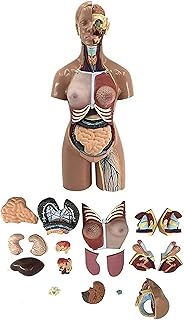 Study Model 55Cm Human Torso Body Model Anatomy Assembly Anatomical Medical Internal Organs Models for School Teaching Education Resources,19Pcs Assembled Medical Model SaiFei