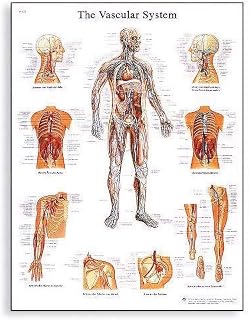 3B Scientific Tavola educativa del sistema vascolare, arterie, vene e anatomia della...