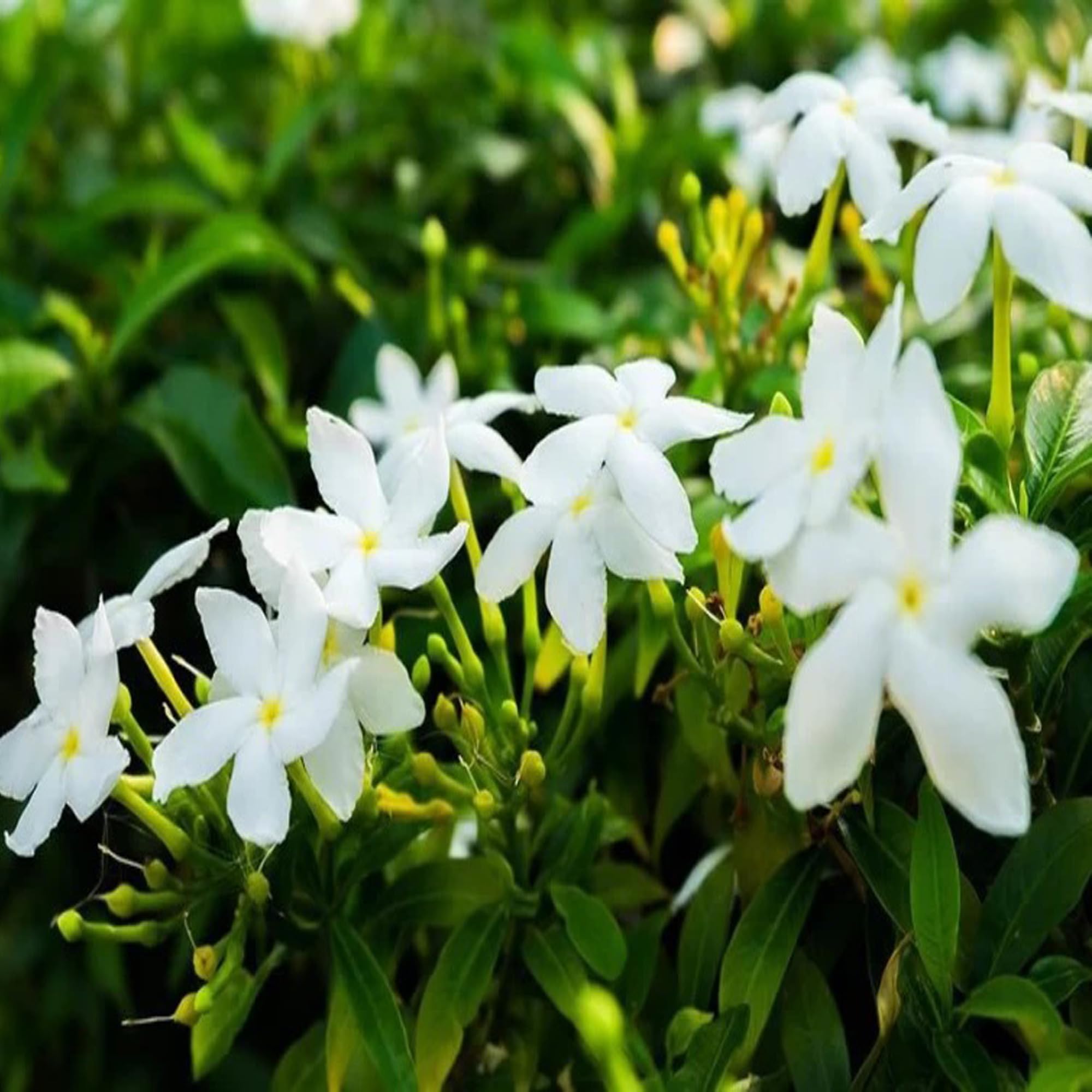 IXORA Mini Tagar Chandni Crepe Jasmine Flower Shrubs Live Plants & Tree(1-2 Feet Size)