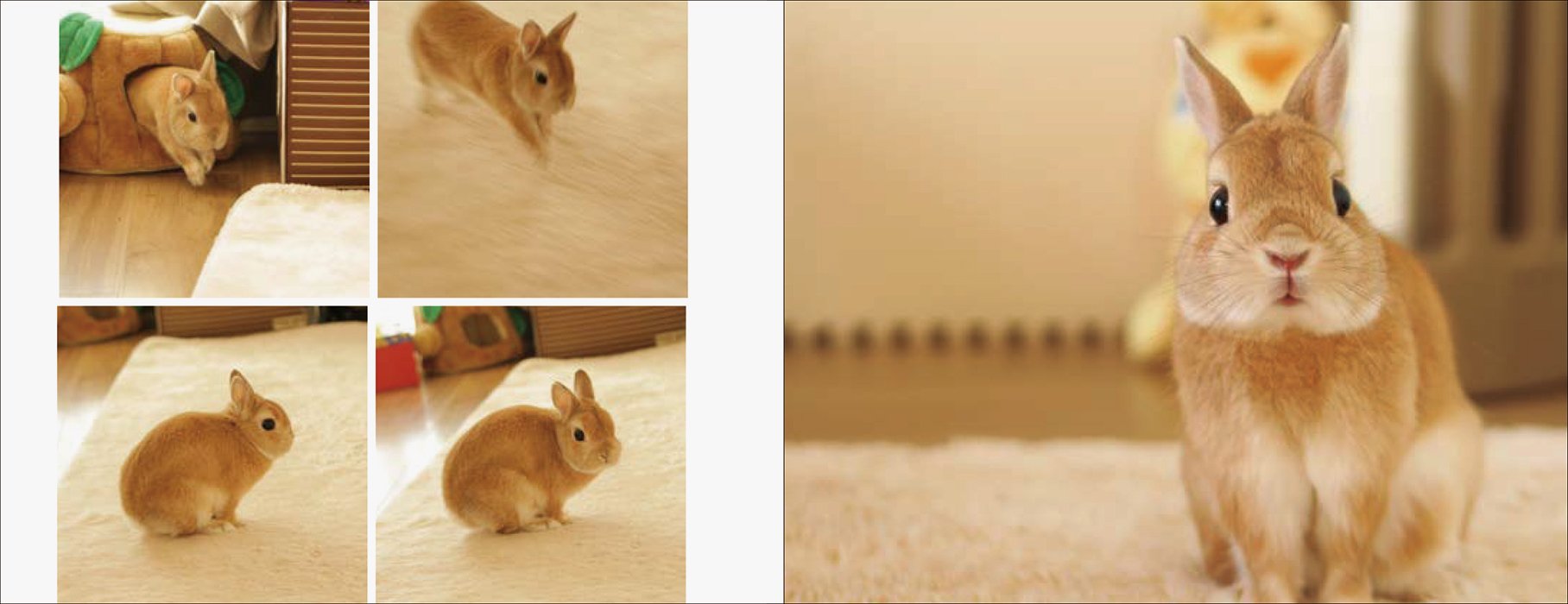 うさぎのモキュ様 Tomoko Imai 本 通販 Amazon