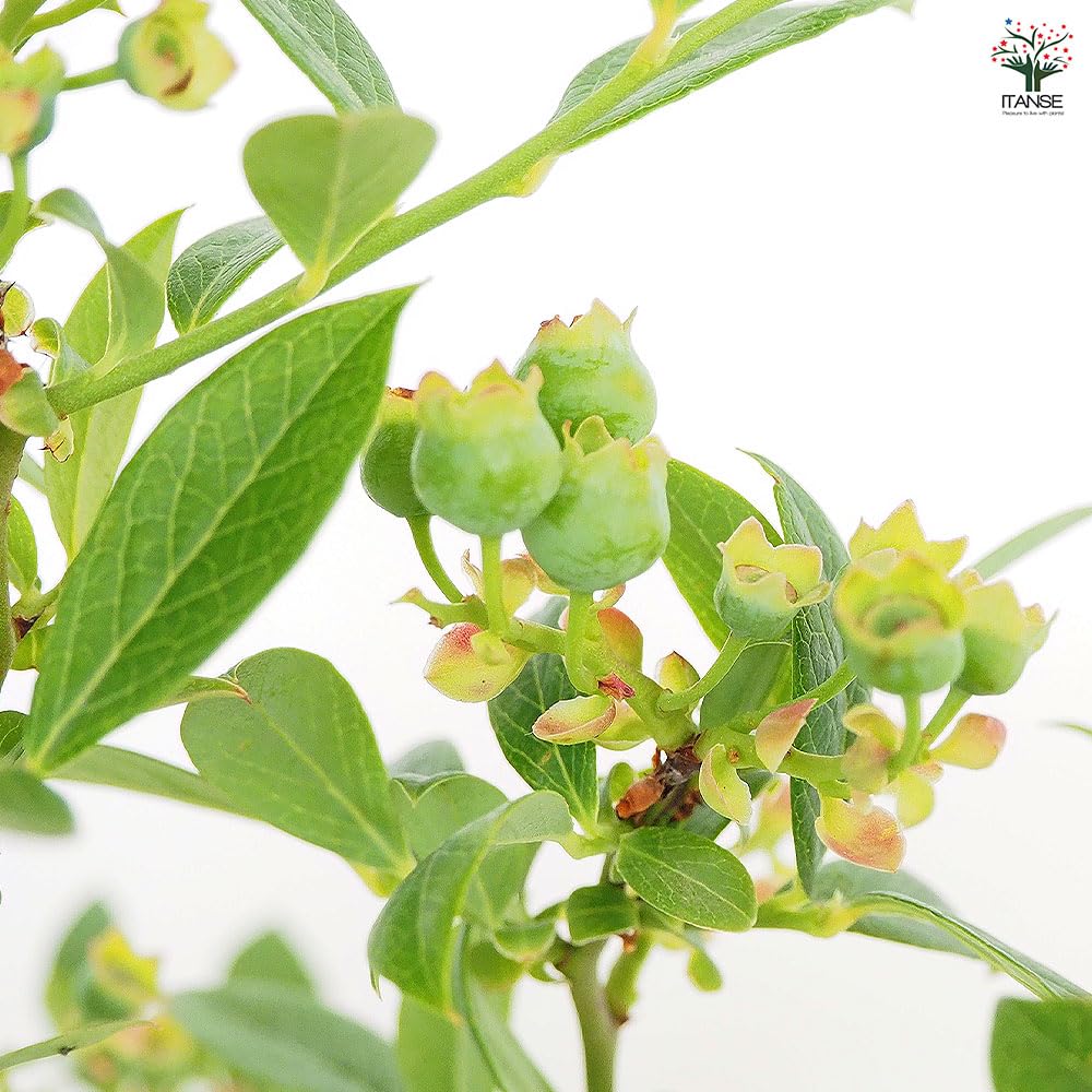 Amazon.co.jp: ITANSE サザンハイブッシュ系 ブルーベリー