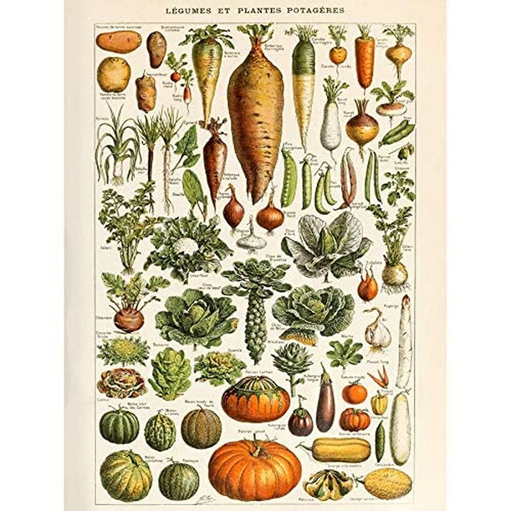 Artery8 Millot Encyclopedia Page Molluscs Shells Art Print Framed Poster Wall Decor 12x16 inch — view 111