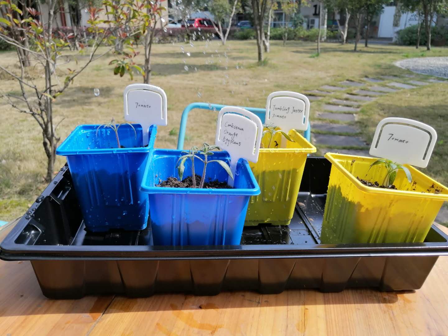 Gardzen Lot de 10 plateaux de semences, plateaux de culture réutilisables, parfaits pour le démarrage des graines, les microgreens, le jardinage d'intérieur et les pépinières de plantes en serre – Pas