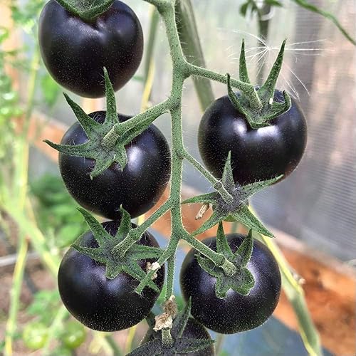 Vista 4 de Semillas de tomate negro raras para plantar alrededor de 20 semillas