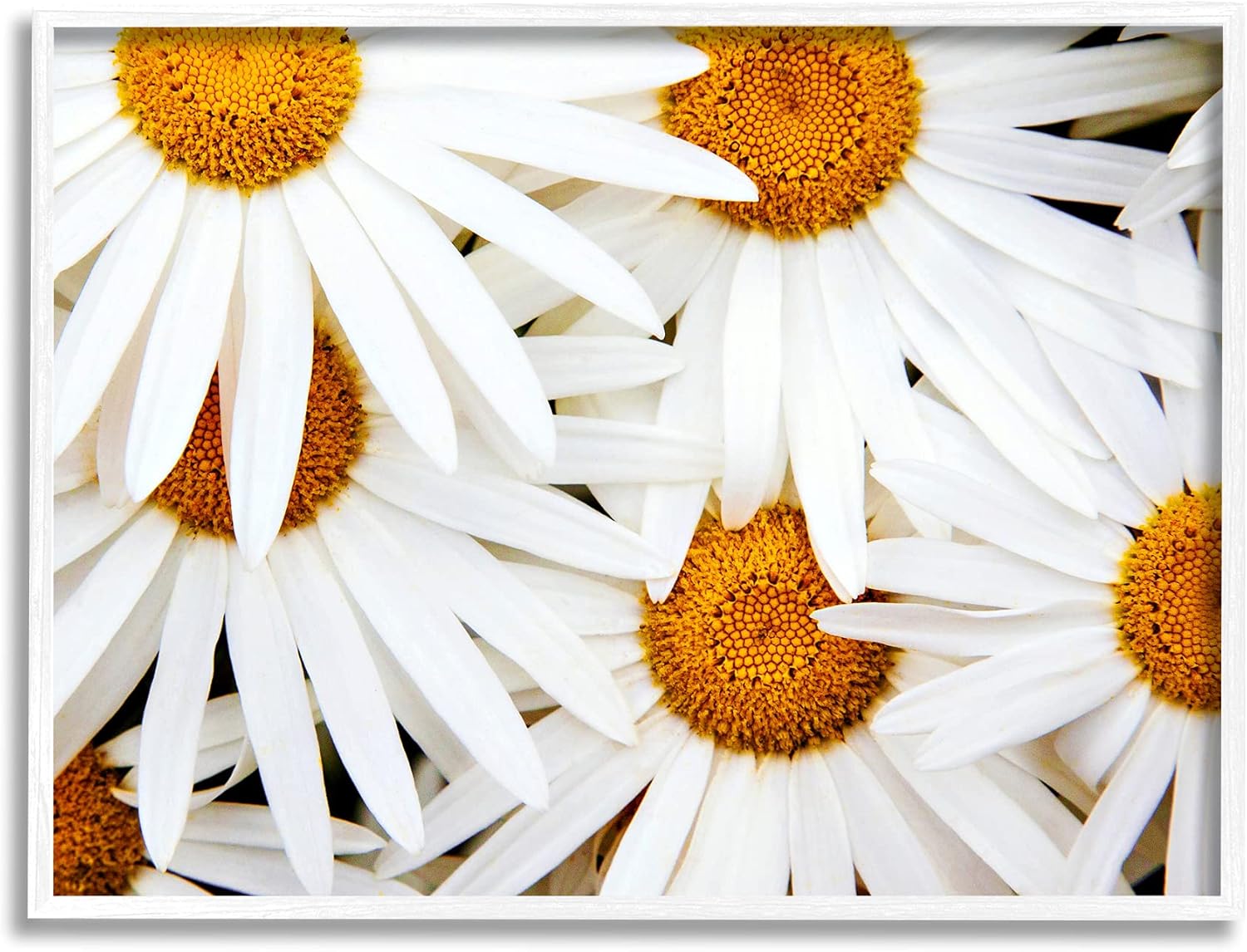 Stupell Industries Blooming Daisy Florals White Petals Flower Field Photography