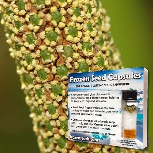 Miniatura 5 de Semillas de bandera dulce (Acorus Calamus americanus) Más de 50 semillas de hierbas medicinales en cápsulas de semillas congeladas para el jardinero