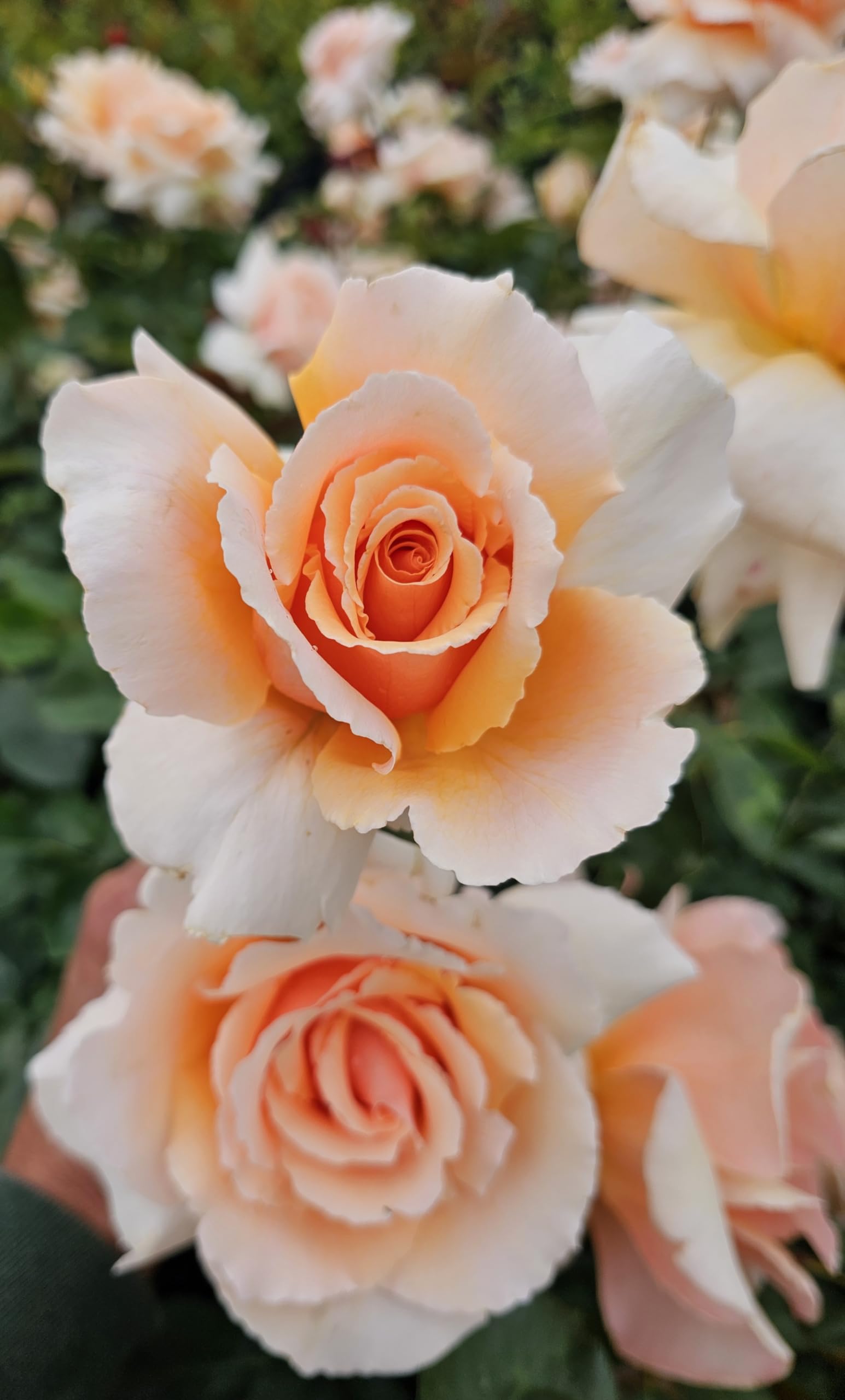 Amazon.com : Just Joey Apricot Rose Bush, Rose Bushes Ready to