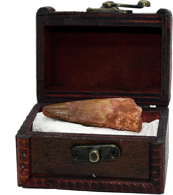 Spinosaur Dinosaur Fossil in Gift Box