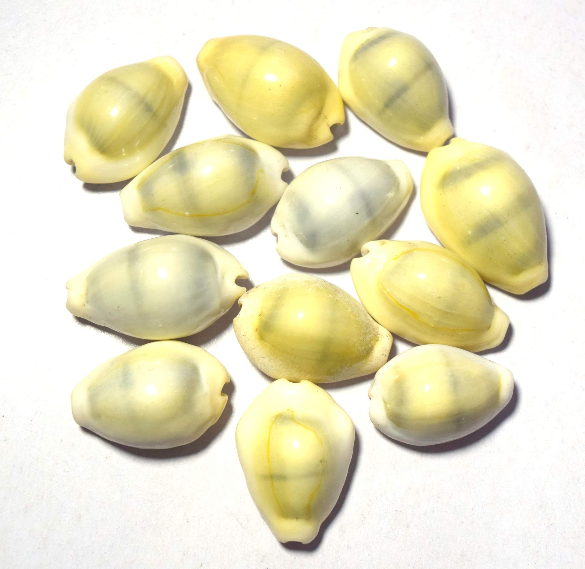 Naeva Natural Yellow Laxmi Cowry - Natural Shwet Kawry - Kodi Shells - 11 Pieces Set-image-13