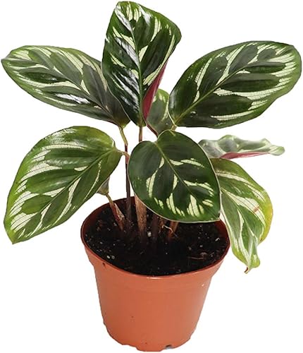 Calathea Pavo Real Makoyana- 2'' de California Tropicals