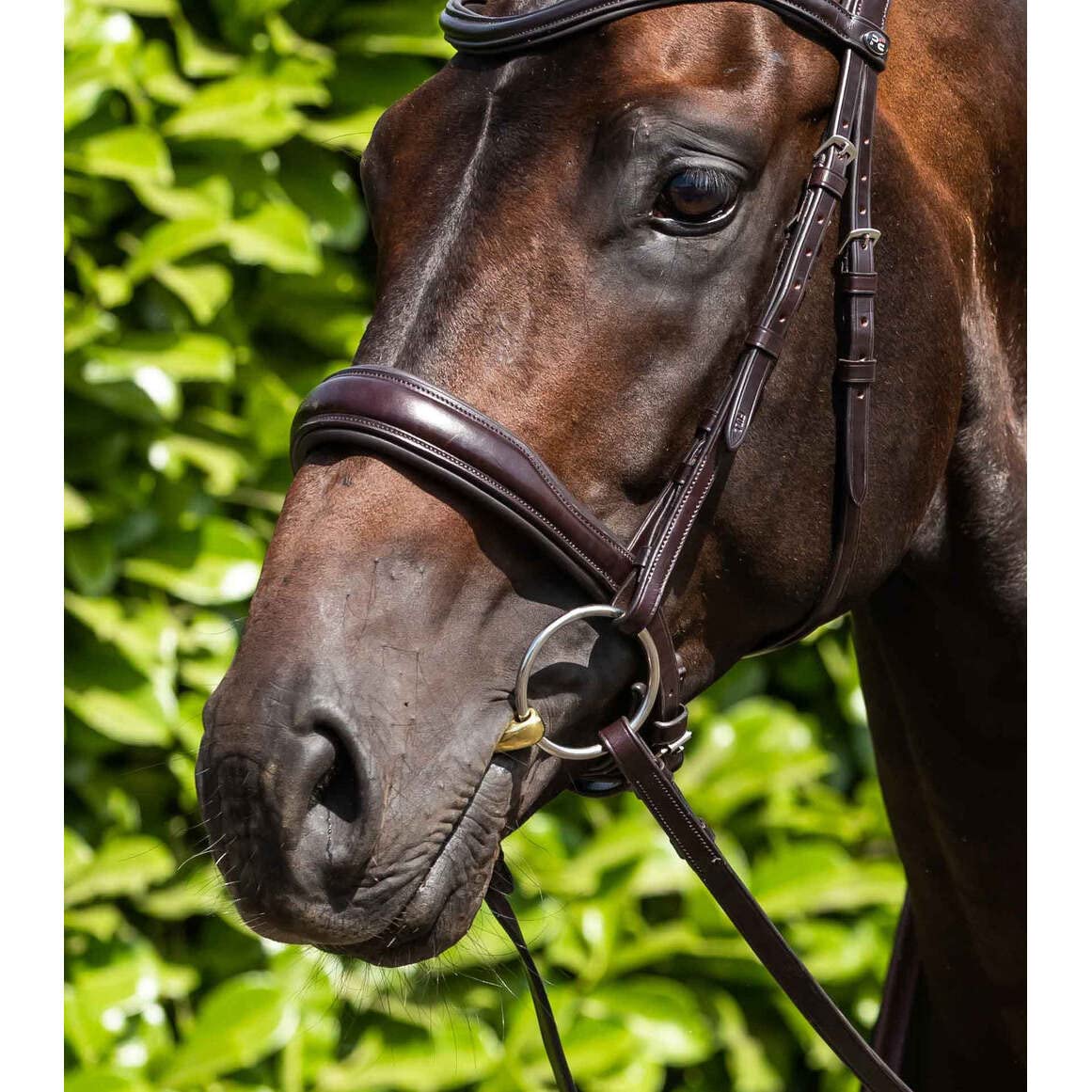 Premier Equine Olive Gebiss für Pferde aus Messing