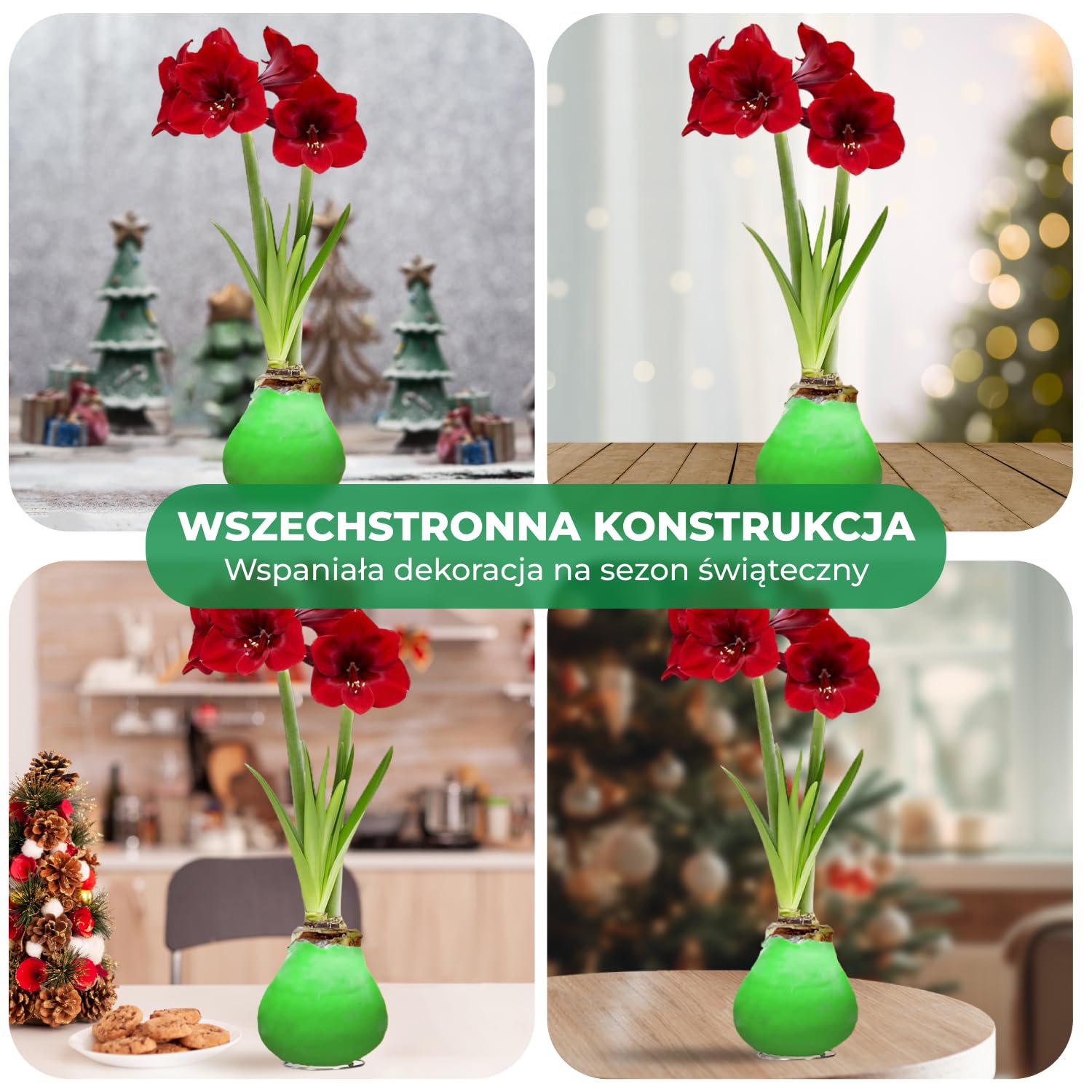 Green Wax (2 sztuki) Kolekcja cebul Amarylis, cebule kwiatowe
