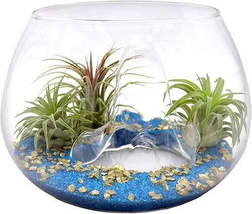 Miniatura 2 de Juego de terrario de cuenco de montaña de cristal de 6 pulgadas con arena, copos dorados y 3 plantas de aire Tillandsia vivas para jardines