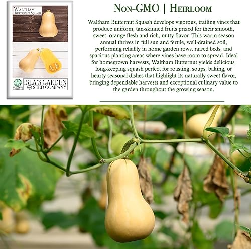 Miniatura 3 de Waltham - Semillas de calabaza Butternut (Cucurbita moschata) – Más de 50 semillas de reliquia no transgénicas de Isla's Garden Seeds, sabor rico y
