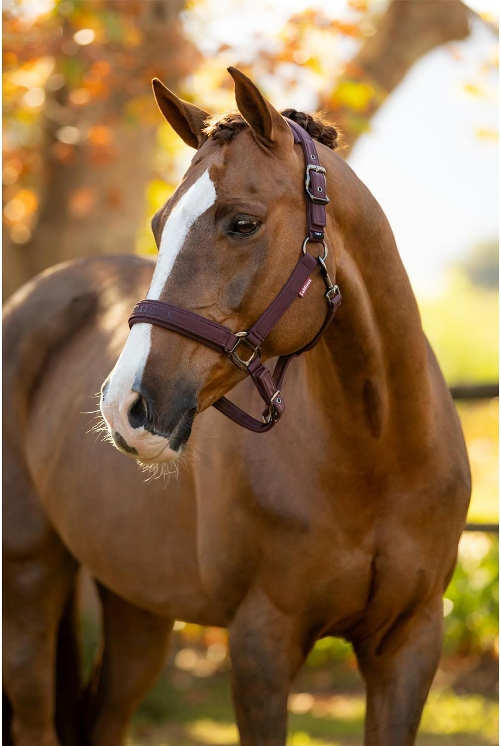 LeMieux Essence Halter - Durable Nylon Webbing Headcollar - Multi-Adjustable Curb & Headpiece